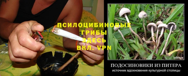 сатива Аркадак