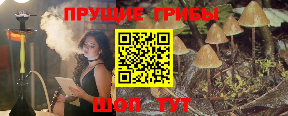 Псилоцибиновые грибы Psilocybine cubensis Урай
